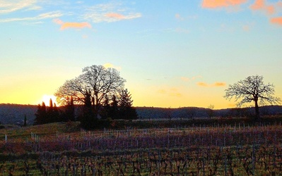 Les vignes en hiver. Saison de la taille. 