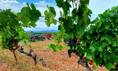 Fin des vendanges ! Fin des vendanges !