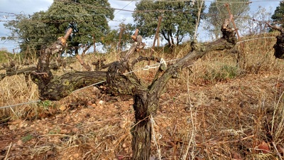 La taille, c'est parti ! La taille, c'est parti !