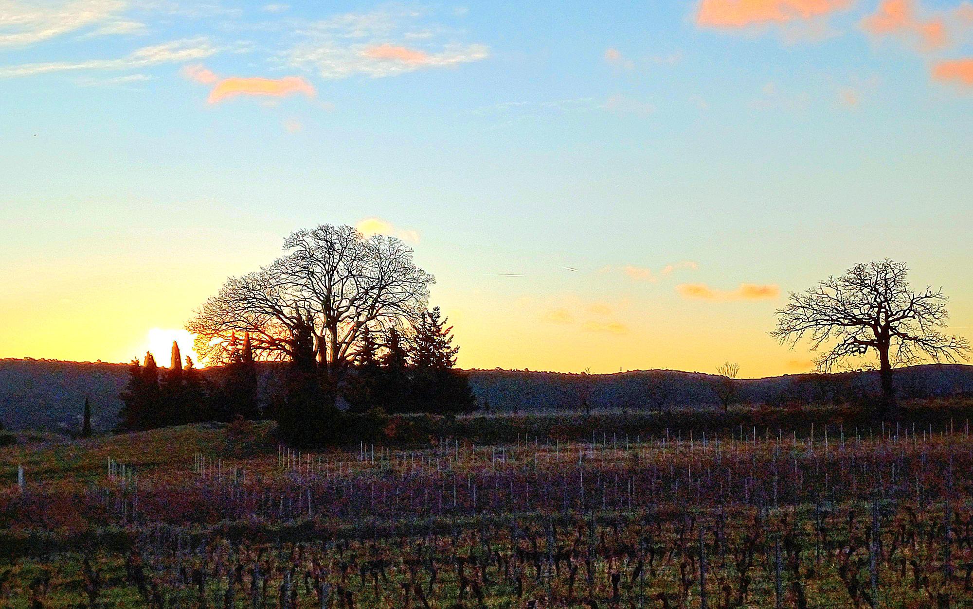 Les vignes en hiver. Saison de la taille. 